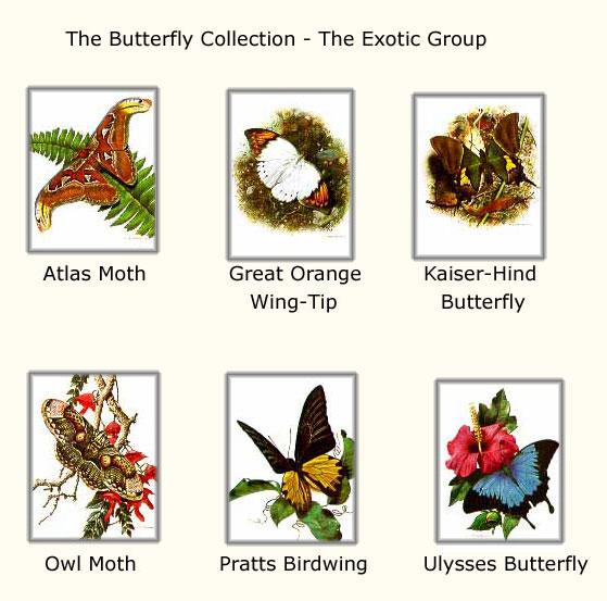 Reproductions of Carl Brenders paintings Butterfly Collection 1 Reproductions of Carl Brenders paintings Butterfly Collection 1